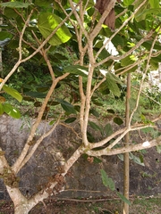 Ficus auriculata