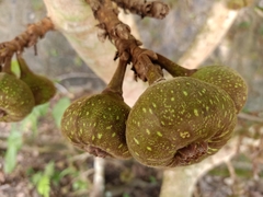 Ficus auriculata