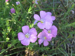 Linum viscosum