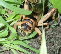 Brachytrupes