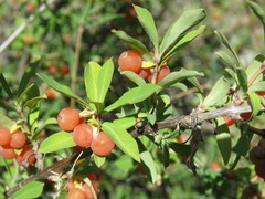 Lonicera pyrenaica