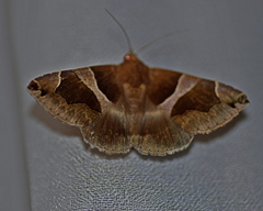 Dysgonia algira