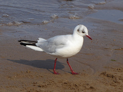 Chroicocephalus ridibundus