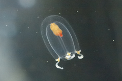Euphysa