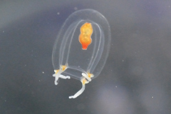 Euphysa