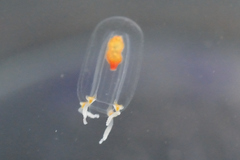 Euphysa
