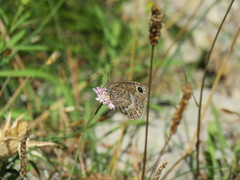 Satyrus actaea