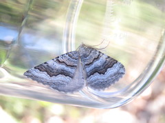 Scotopteryx coelinaria