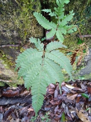 Pteris setulosocostulata