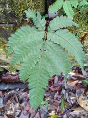 Pteris setulosocostulata