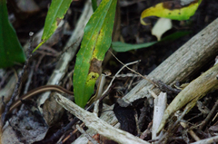 Thamnophis saurita septentrionalis