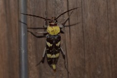 Megacyllene antennata