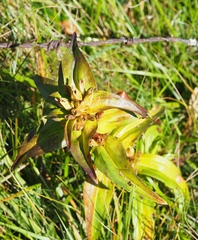 Gentiana cruciata cruciata
