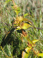 Gentiana cruciata cruciata