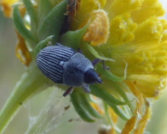 Odontocorynus
