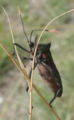Anoplocnemis curvipes