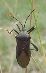 Anoplocnemis curvipes