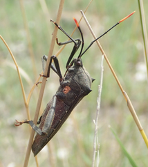 Anoplocnemis curvipes