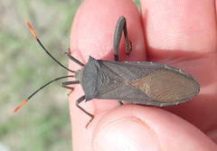 Anoplocnemis curvipes