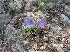 Campanula speciosa