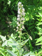Lysimachia ephemerum