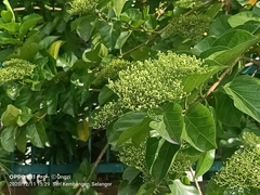 Premna