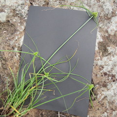 Cyperus dubius