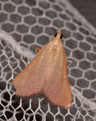 Endotricha dispergens