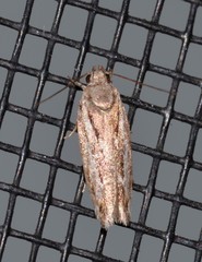 Ardozyga amblopis