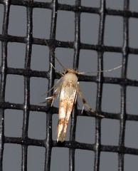 Stathmopoda tritophaea