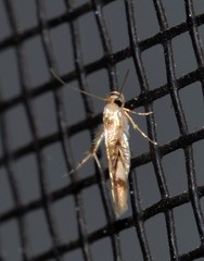 Stathmopoda tritophaea