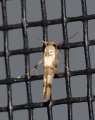 Stathmopoda tritophaea