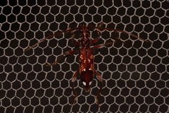 Coptocercus biguttatus