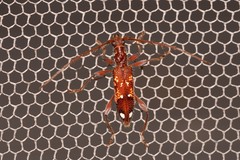 Coptocercus biguttatus