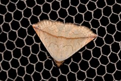 Eublemma perversicolor