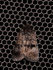 Thoracolopha plaesiospila