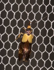 Eulechria periphanes