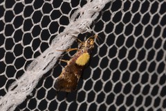 Eulechria periphanes