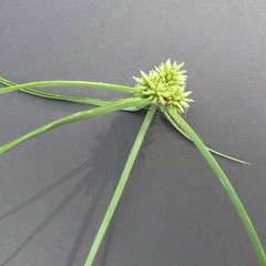 Cyperus dubius