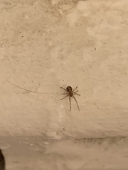 Steatoda triangulosa