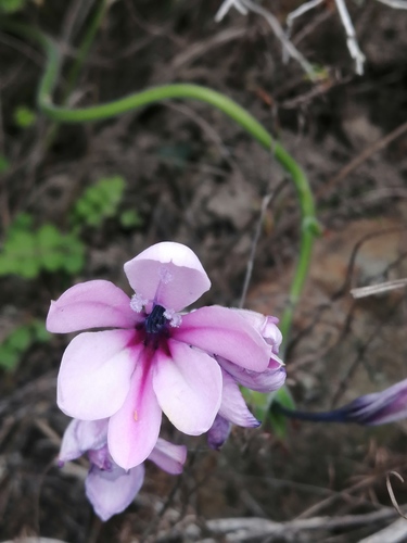 Babiana purpurea