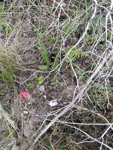 Babiana purpurea
