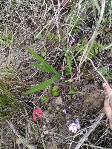 Babiana purpurea