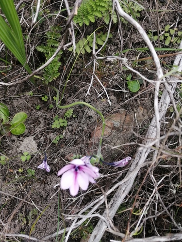 Babiana purpurea