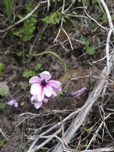 Babiana purpurea