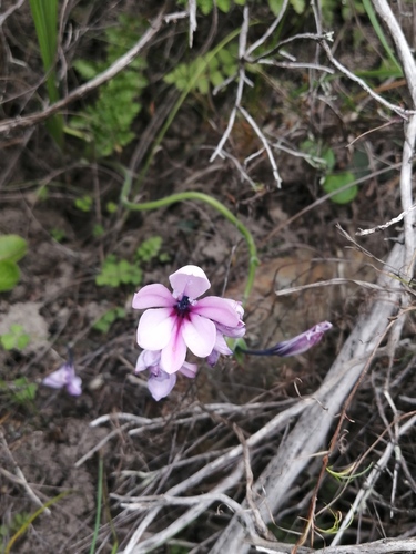 Babiana purpurea