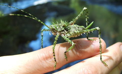 Phricta aberrans