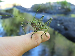 Phricta aberrans