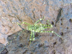 Phricta aberrans