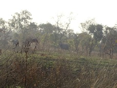 Loxodonta